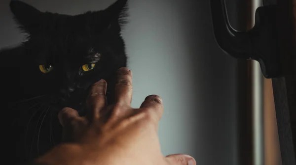 Nahaufnahme Einer Männlichen Hand Die Eine Schwarze Katze Streichelt — Stockfoto