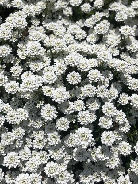 Vertical Shot White Petal Flowers Garden Perfect Wallpaper — Stock Photo, Image