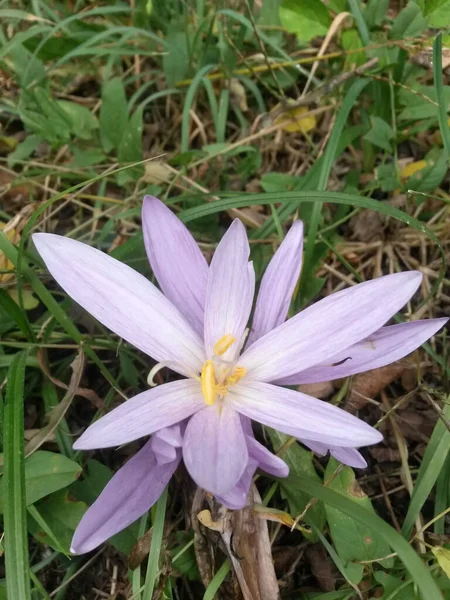 Tiro Vertical Crocus Florescido Prado — Fotografia de Stock