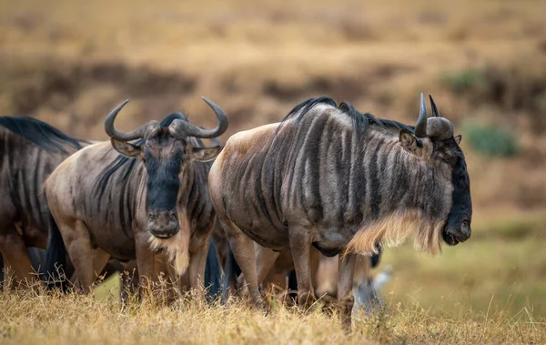 Stado Błękitnych Dzikich Zwierząt Łące Pod Słońcem Ngorongoro Conservation Area — Zdjęcie stockowe