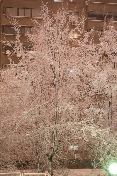 Tiro Vertical Uma Árvore Coberta Neve Com Edifício — Fotografia de Stock