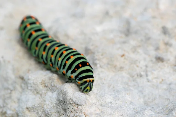 Nahaufnahme Einer Raupe Eines Maltesischen Schwalbenschwanzfalters Auf Einer Felsoberfläche — Stockfoto