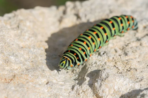 Closeup Shot Caterpillar Maltese Swallowtail Butterfly Rock Surface — Stock Photo, Image