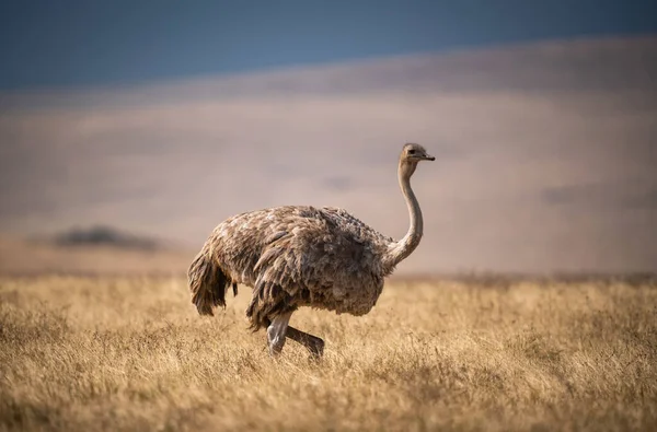 Primer Plano Una Hembra Avestruz Masai Prado Área Conservación Ngorongoro — Foto de Stock