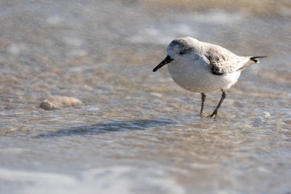 海岸の美しいサンダリング鳥のクローズアップ — ストック写真