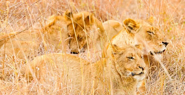 Primer Plano Leones Salvajes Campo Sudafricano — Foto de Stock