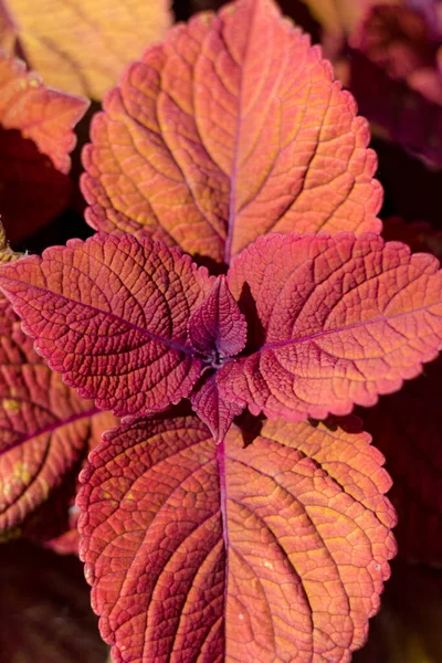 Een Verticaal Shot Van Rode Coleus Groeiend Een Tuin Onder — Stockfoto