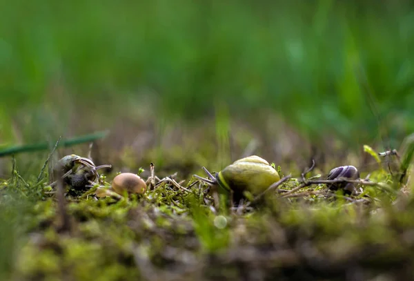 地面上的蜗牛在植物间滑行的选择性聚焦镜头 — 图库照片