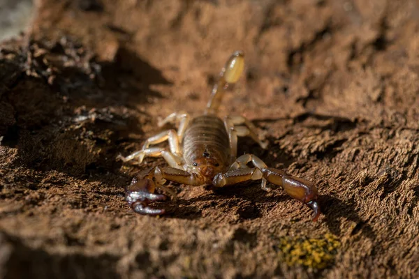 Closeushot Scorpion Tree Log Maltese Island — Stock Photo, Image