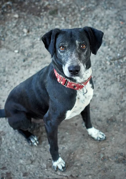 Selective Focus Shot Black Half Breed Hybrid Dog Red Martingale — Stock Photo, Image