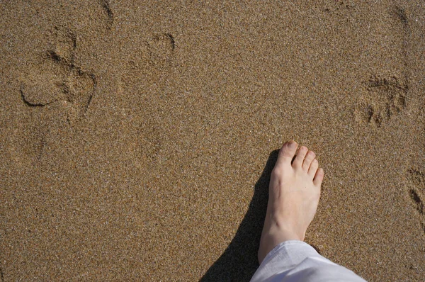 Вид Сверху Человеческие Ноги Идущие Песку — стоковое фото