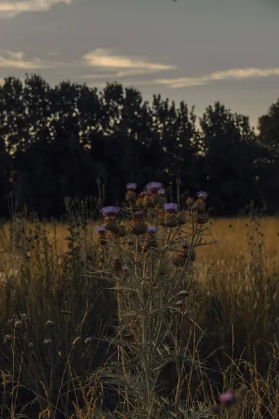 Ein Vertikaler Schuss Distelblumen Auf Dem Feld — Stockfoto