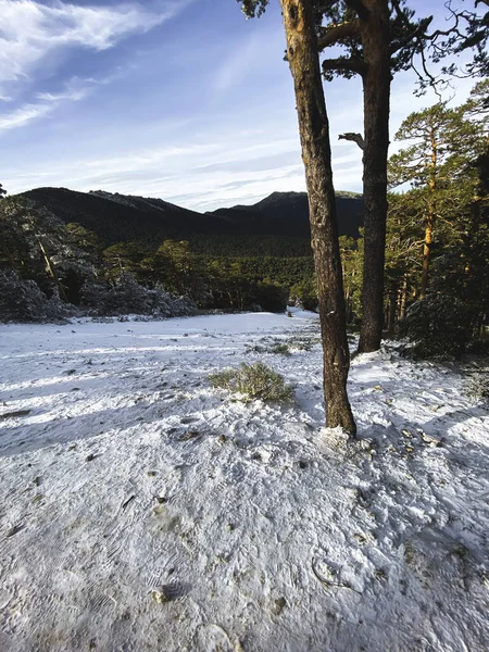 Vue Verticale Paysage Forestier Partiellement Recouvert Neige — Photo