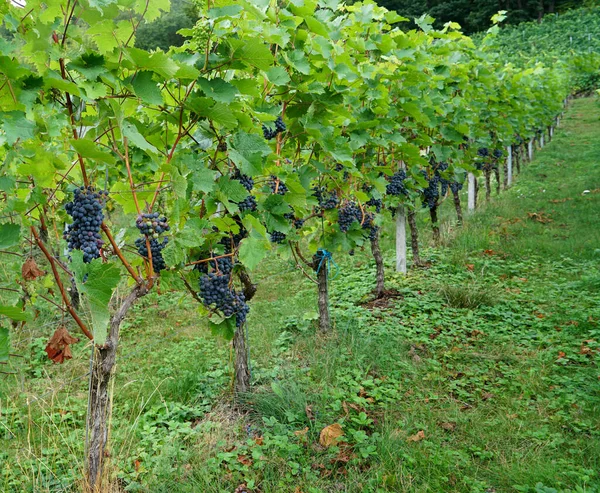 Uma Vista Toranjas Maduras Videira Uma Fazenda — Fotografia de Stock