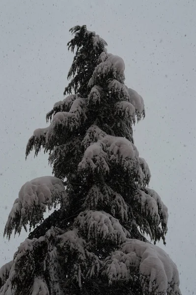 Tiro Vertical Abeto Contra Céu Durante Queda Neve Pesada — Fotografia de Stock