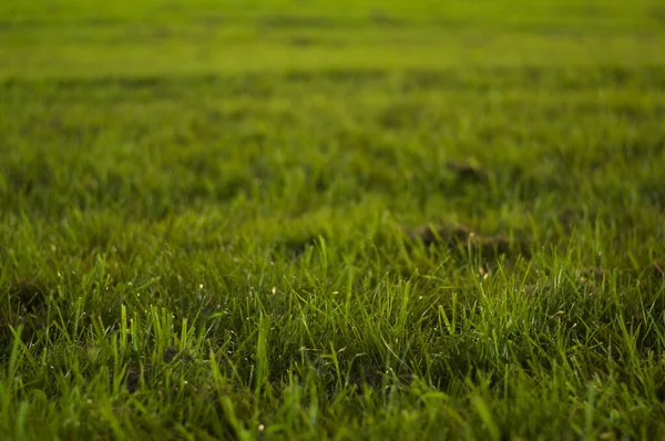 Selektivní Záběr Jasně Zelené Trávy Louce — Stock fotografie