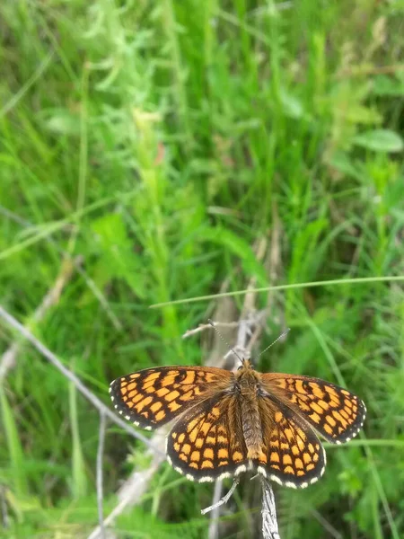 Gros Plan Vertical Papillon Orange Avec Des Points Noirs Assis — Photo