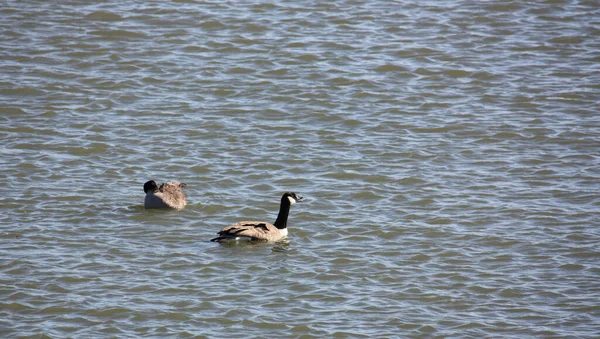 Zwei Enten Schwimmen Einem See — Stockfoto
