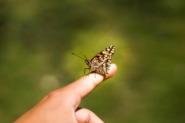 Een Close Van Een Gele Bruine Vlinder Iemands Wijsvinger — Stockfoto