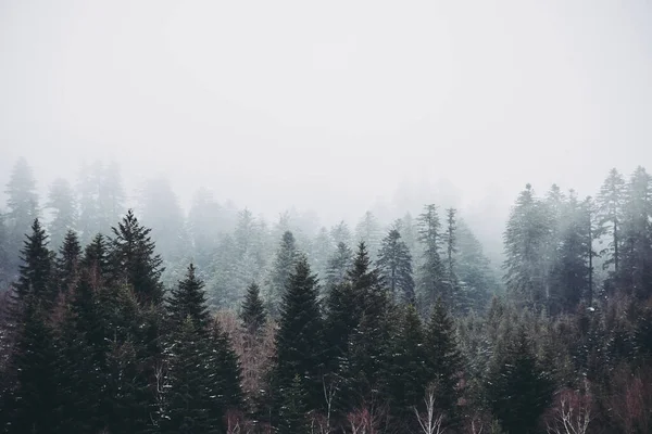 寒冷的早晨 一片神秘的雾蒙蒙的森林 长满了高大的树木 — 图库照片