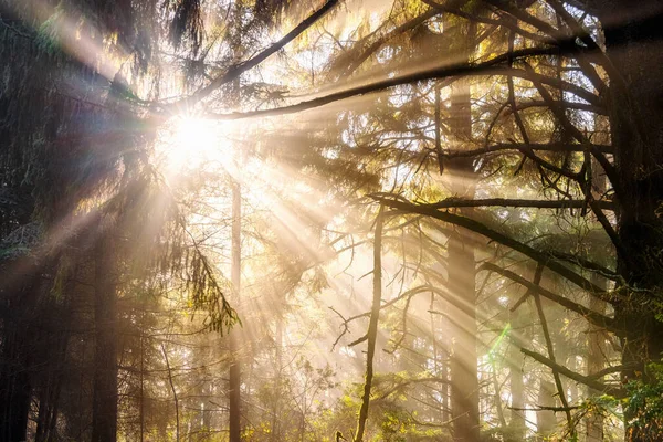 Belo Tiro Raios Sol Atravessa Árvores Uma Floresta — Fotografia de Stock