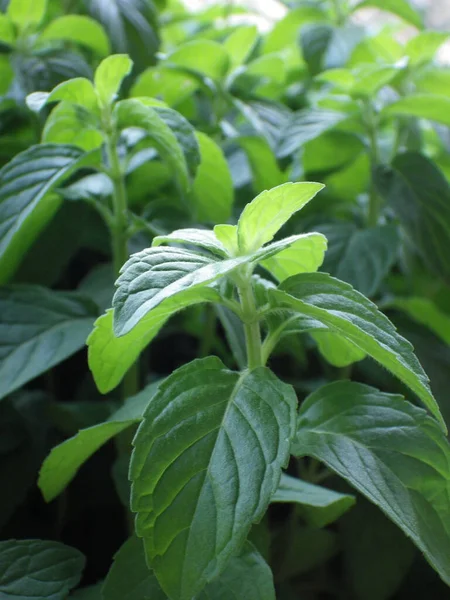 Sebuah Gambar Vertikal Daun Mint Segar Ditangkap Dalam Gard Sayuran — Stok Foto