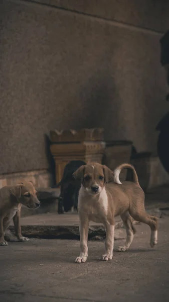 Een Verticaal Shot Van Jack Russell Terrier — Stockfoto