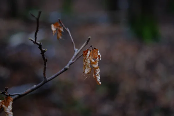 가랑잎을 나뭇가지에 선택적으로 초점을 맞추는 — 스톡 사진