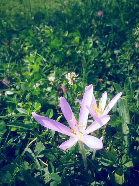 Çayırda Açtığı Çiçeklerin Dikey Görüntüsü — Stok fotoğraf
