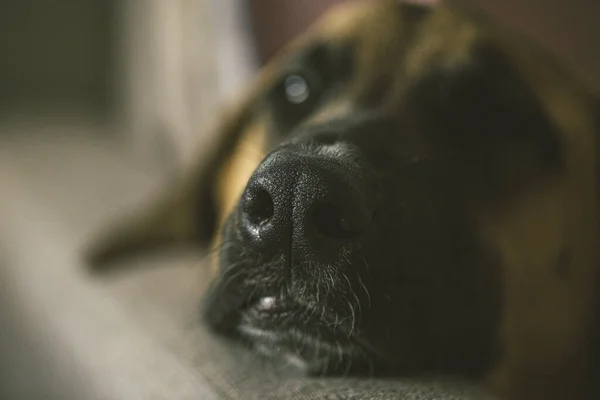 Selective Focus Shot Dog Nos — Stock Photo, Image