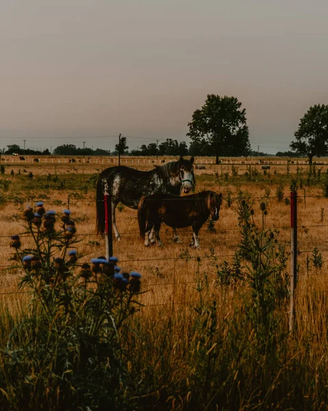 Vertikální Záběr Poníka Koně Farmě Při Západu Slunce — Stock fotografie