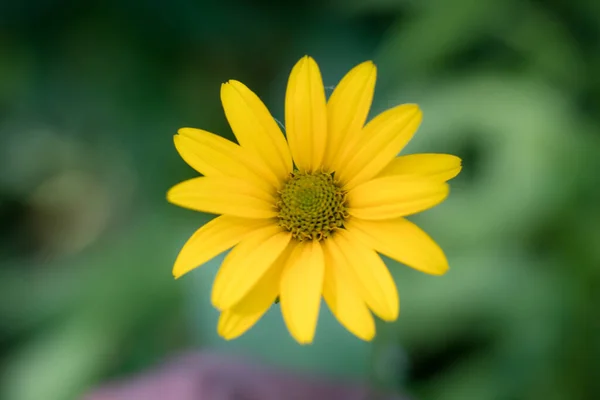 Una Vista Superior Falso Girasol Jardín Con Fondo Borroso — Foto de Stock