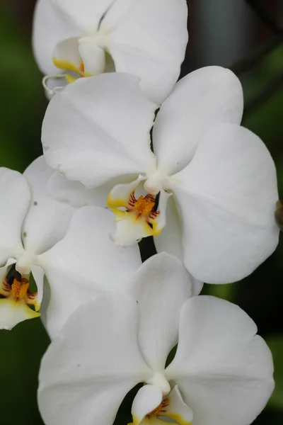Bulanık Arkaplanı Olan Beyaz Güve Orkidelerinin Dikey Görüntüsü — Stok fotoğraf