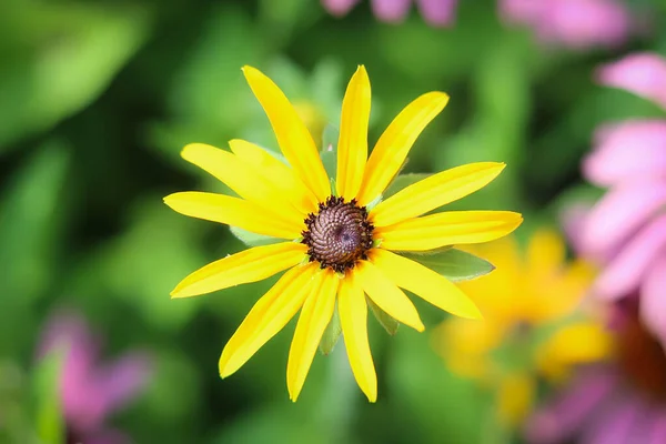 Enfoque Selectivo Una Flor Exótica Con Pétalos Amarillos Largos — Foto de Stock