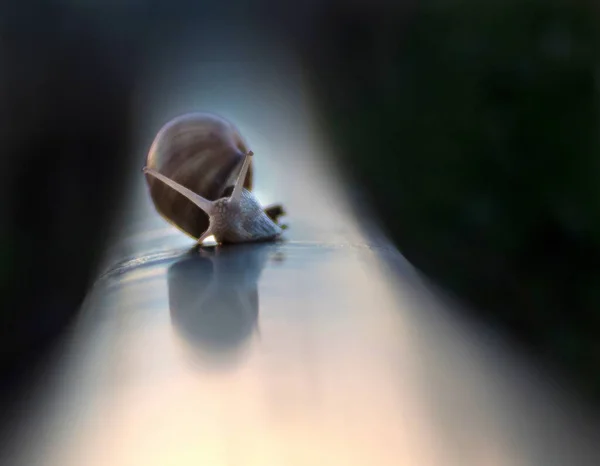 Closeup Shot Snail Sliding Smooth Surface — Stock Photo, Image