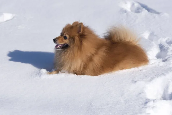 Närbild Bild Söt Fluffig Pommersk Hund Vilar Snön Solljus — Stockfoto