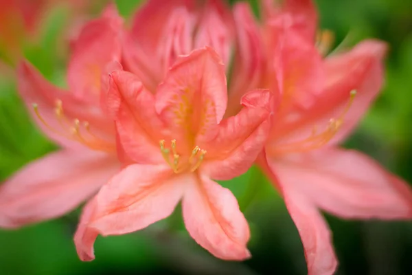 Селективный Фокус Крупным Планом Цветов Рододендрона — стоковое фото