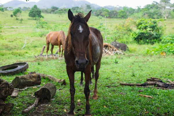 Plan Vertical Cheval Domestique Brun Foncé Reposant Ombre Dans Prairie — Photo