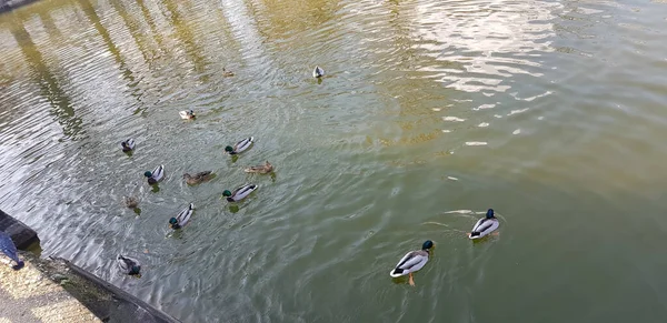 High Angle Shot Some Beautiful Ducks Swimming Water — Stock Photo, Image