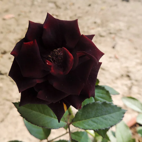 Zbliżenie Ujęcia Ciemnej Czerwonej Róży — Zdjęcie stockowe