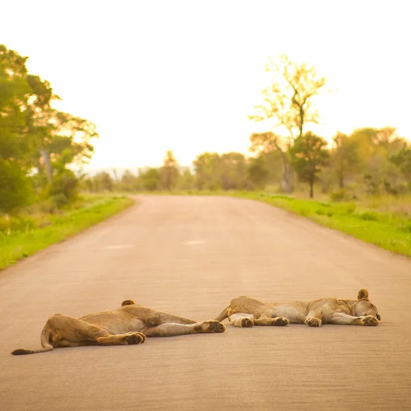 Una Strada Vuota Con Due Leoni Sdraiati Sopra Safari Sudafricano — Foto Stock