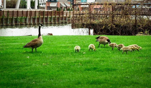 Group Geese Walking Grass Covered Field River — Stock Photo, Image