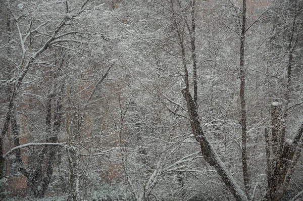 Větve Stromů Pokryté Sněhem — Stock fotografie