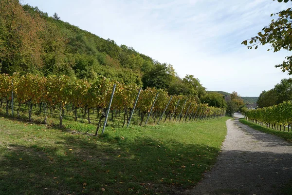 Cesta Mezi Malebnými Vinicemi Podzim — Stock fotografie