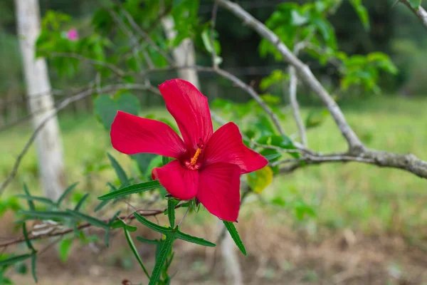 Крупный План Гибискуса Красный Цветок Поле — стоковое фото