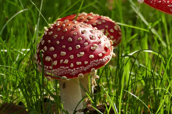 Een Close Van Rode Vlieg Agaric Paddestoelen Grond Tussen Gras — Stockfoto