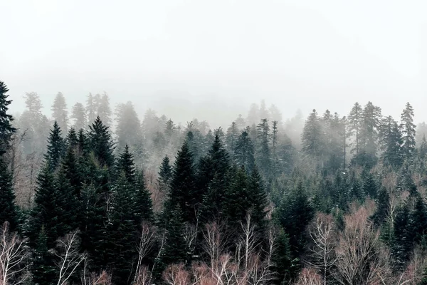 Una Misteriosa Foresta Nebbiosa Con Alberi Alti Una Fredda Mattina — Foto Stock