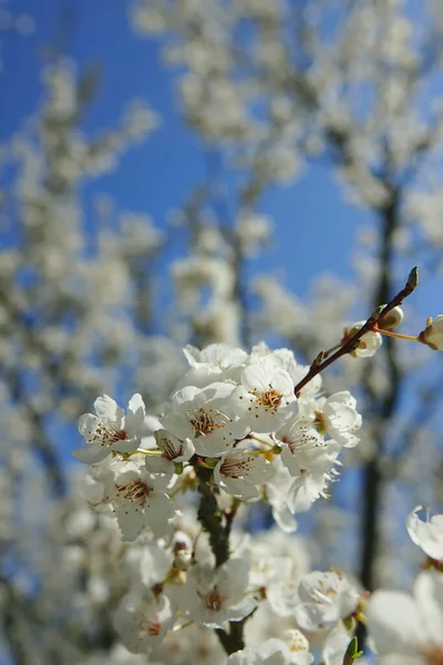 Pionowe Płytkie Ujęcie Ostrości Kwiatów Wiśni Drzewie — Zdjęcie stockowe
