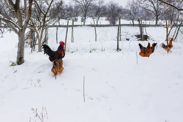 Kycklingarna Den Snöiga Gården — Stockfoto