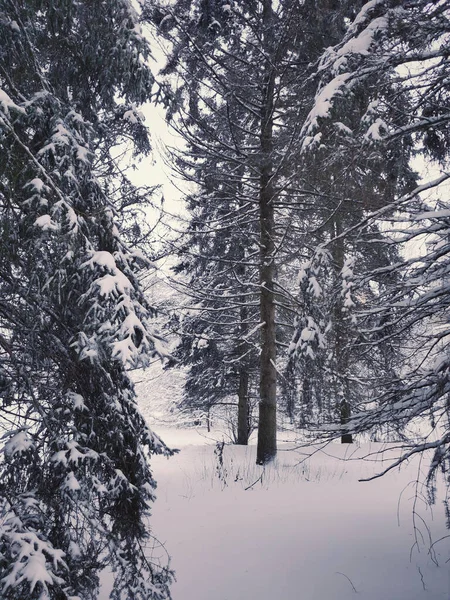 Μια Κάθετη Λήψη Από Όμορφα Δέντρα Καλυμμένα Χιόνι — Φωτογραφία Αρχείου
